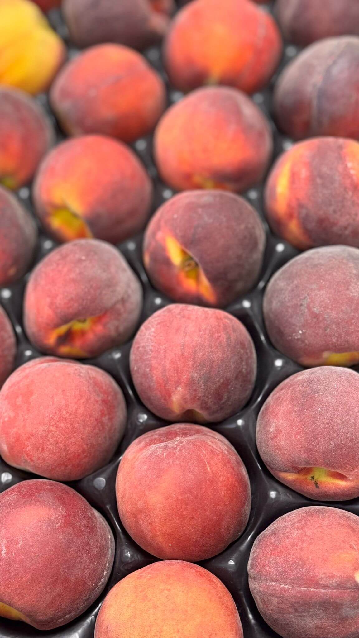 VitaminKorbBottrop13