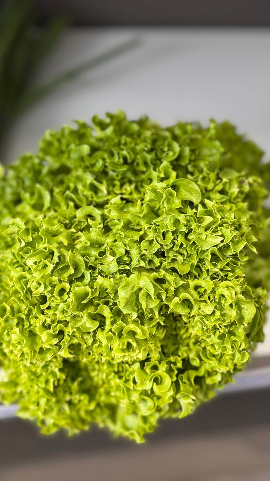 VitaminKorbBottrop24