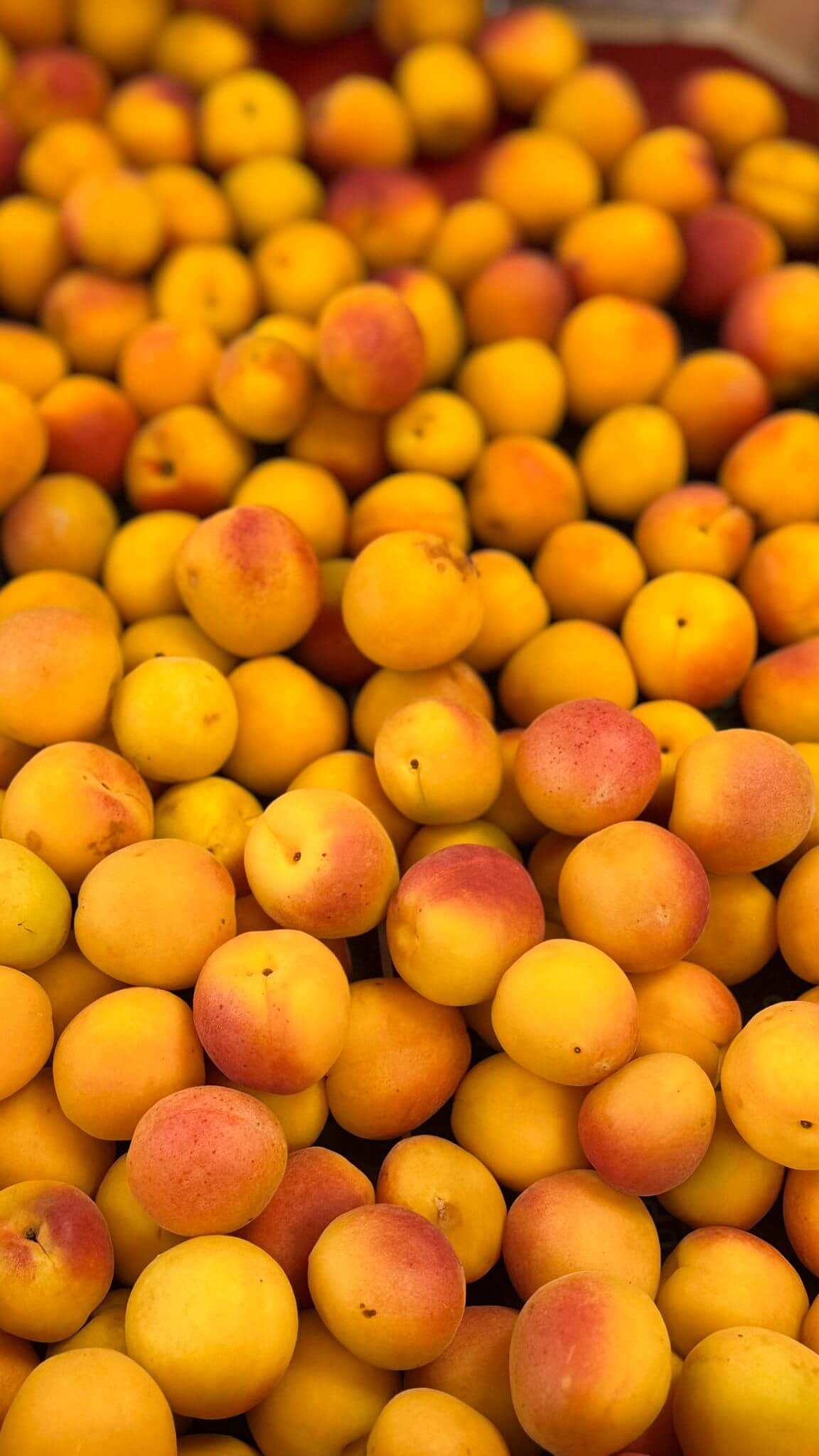VitaminKorbBottrop7